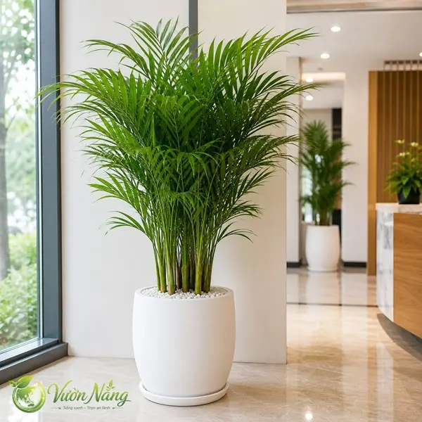 Cây Cau Tiểu Trâm cho thuê văn phòng Quận 5 trong chậu trắng Hình ảnh cây Cau Tiểu Trâm trồng trong chậu trắng, tán lá xanh thanh mảnh, phù hợp sử dụng trong dịch vụ thuê cây cảnh văn phòng tại Quận 5.