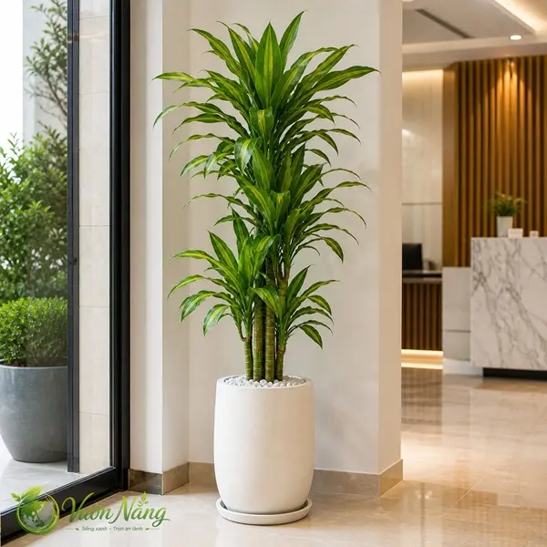 Hình ảnh thực tế cây Thiết Mộc Lan thân lớn tại Vườn Nắng, có nhiều nhánh và cụm lá xanh mọc tập trung trên thân gỗ. Mẫu cây phù hợp sử dụng làm cây đặt sàn, tạo điểm nhấn tại sảnh công ty, phòng giám đốc, showroom hoặc khu vực tiếp khách khi triển khai dịch vụ thuê cây văn phòng tại Quận 12.