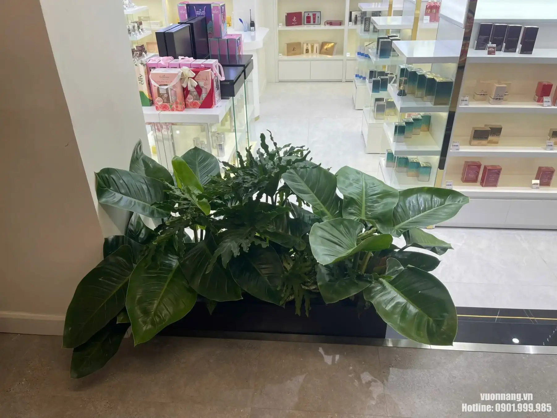 Cho thuê cây xanh văn phòng quận Bình Tân Hình ảnh cây cảnh lá lớn được đặt tại khu vực cửa hàng hoặc showroom, phù hợp dùng để tạo điểm nhấn xanh cho lối vào, quầy trưng bày hoặc khu vực tiếp khách. Đây là mẫu bố trí phù hợp cho dịch vụ cho thuê cây cảnh tại TP.HCM.