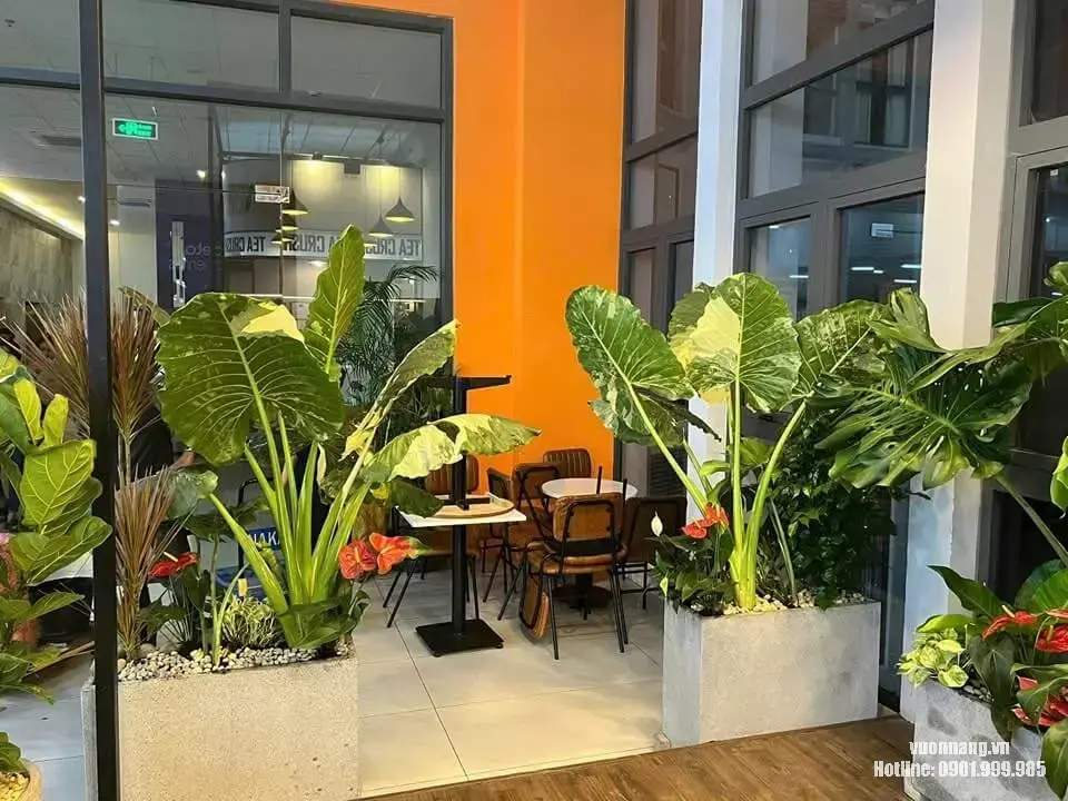 Cho thuê cây văn phòng quận Bình Tân Hình ảnh cây xanh được bố trí trong không gian quán cafe với các chậu cây lá lớn, cây nhiệt đới và cây trang trí nội thất.