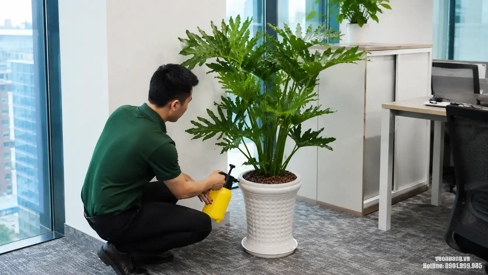 Nhân viên chăm sóc cây cảnh văn phòng cho thuê tại TP.HCM. Hình ảnh thực tế minh họa nhân viên chăm sóc cây cảnh văn phòng cho thuê tại TP.HCM.