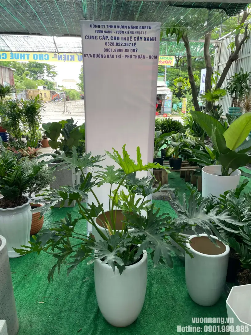 Cho thuê cây văn phòng trầu bà thanh xuân tại Thủ Đức Ảnh thực tế cây Trầu Bà Thanh Xuân trong chậu trắng, có tán lá lớn và dáng cây nổi bật. Mẫu cây này phù hợp cho thuê trang trí sự kiện, đặt tại khu vực backdrop, góc booth, showroom, sảnh tiếp khách hoặc không gian cần mảng xanh có độ phủ tốt nhưng vẫn giữ cảm giác hiện đại, tự nhiên.