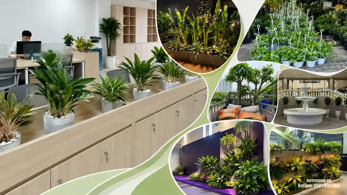 Dịch Vụ Cây Xanh Tại TP HCM Trọn Gói - Uy Tín - Chuyên Nghiệp