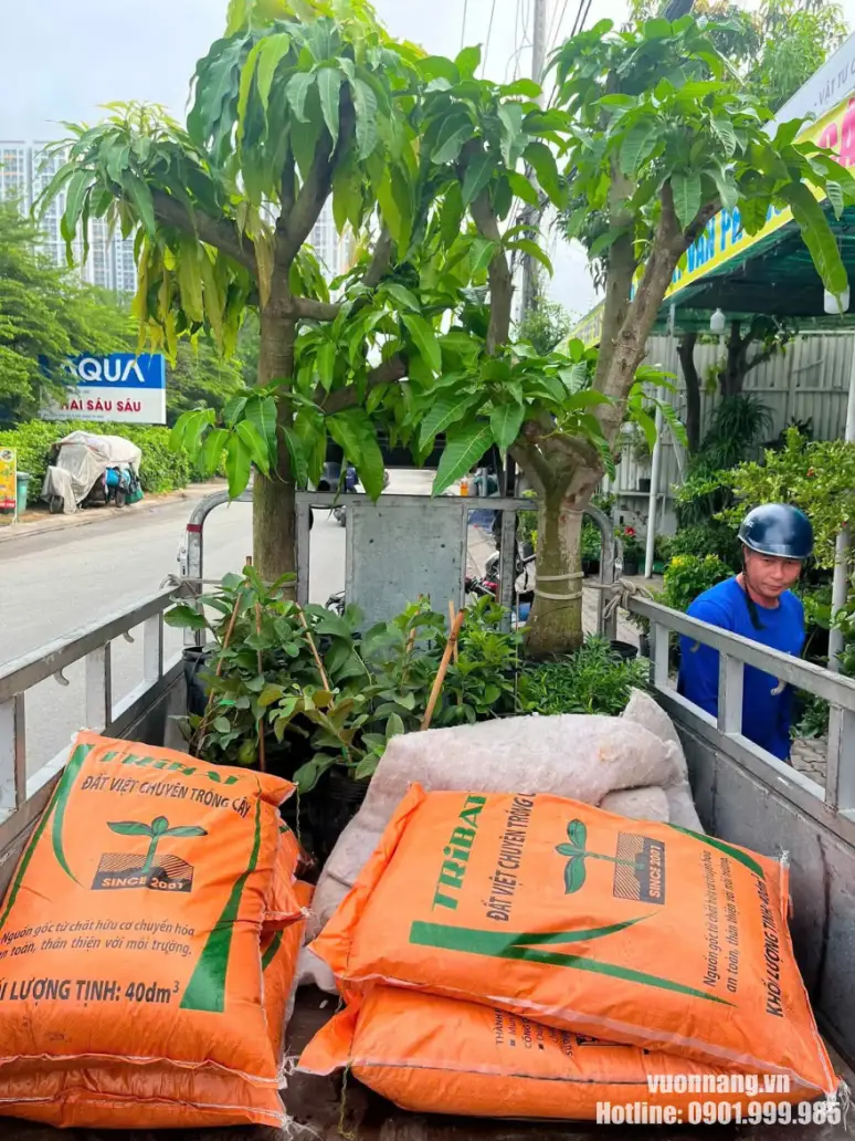 Trồng cây sân vườn cho khách TP.HCM Hình ảnh chuẩn bị giao cây và đất trồng cho khách