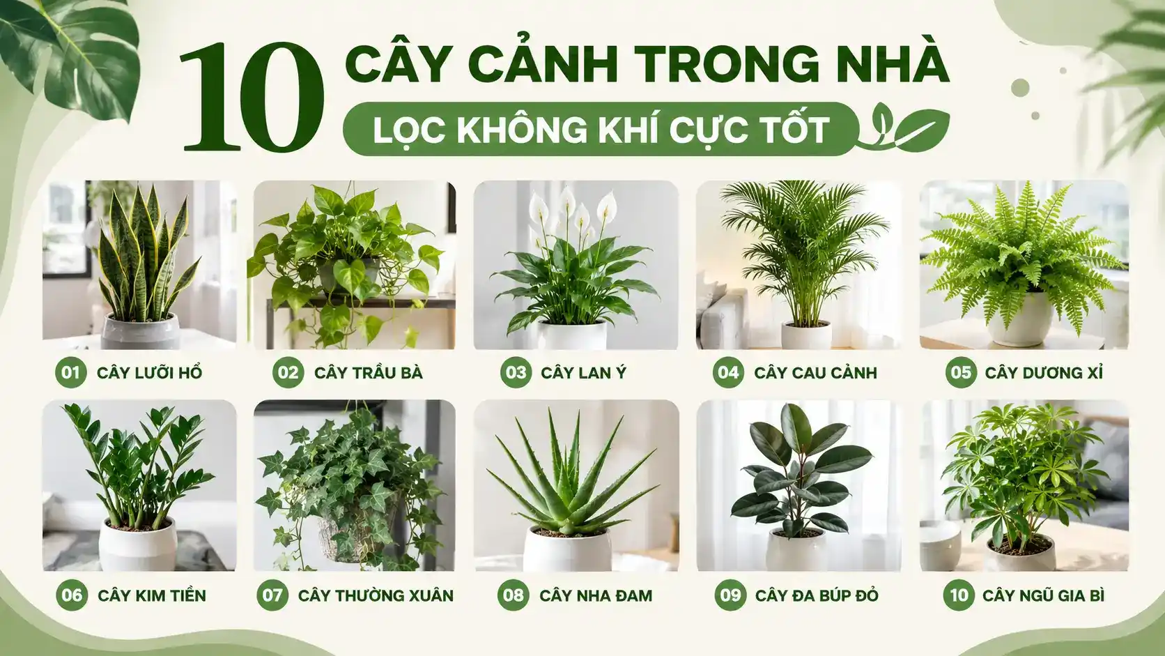 Hình ảnh tổng hợp 10 loại cây cảnh trong nhà lọc không khí phổ biến như cây lưỡi hổ, trầu bà, lan ý, cau cảnh, dương xỉ, kim tiền, thường xuân, nha đam, đa búp đỏ và ngũ gia bì. Các loại cây nội thất thanh lọc không khí này phù hợp cho phòng khách, phòng ngủ, văn phòng và căn hộ chung cư hiện đại.