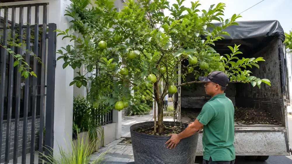 Ảnh cây ổi giao khách hàng