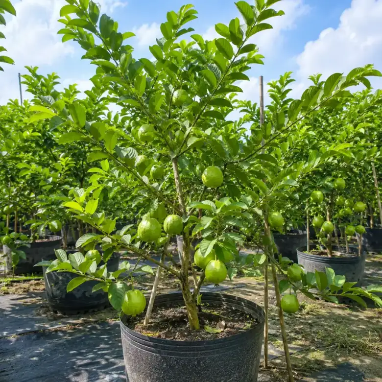 Cây ổi trồng trong chậu