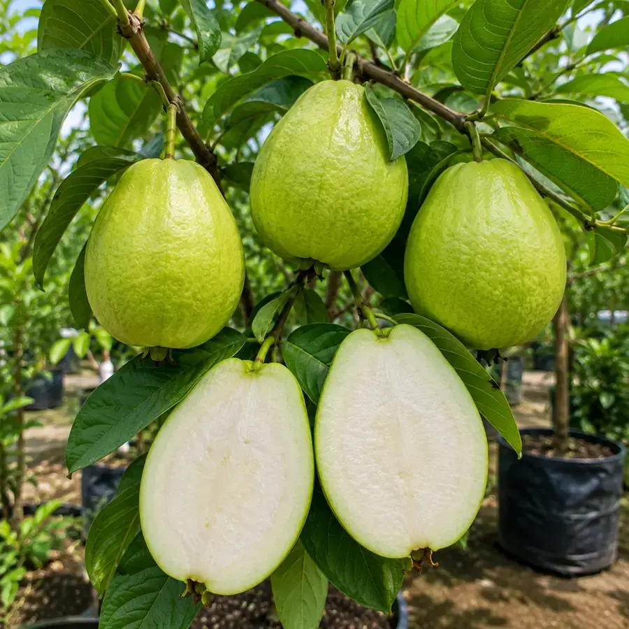Hình ảnh cây ổi không hạt