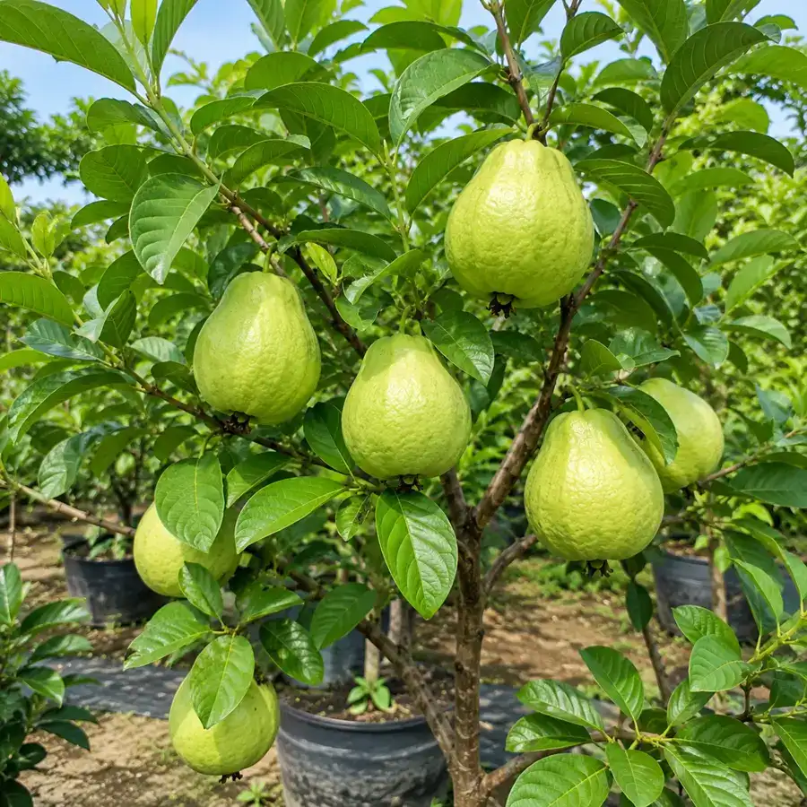 Hình ảnh ổi lê Đài Loan