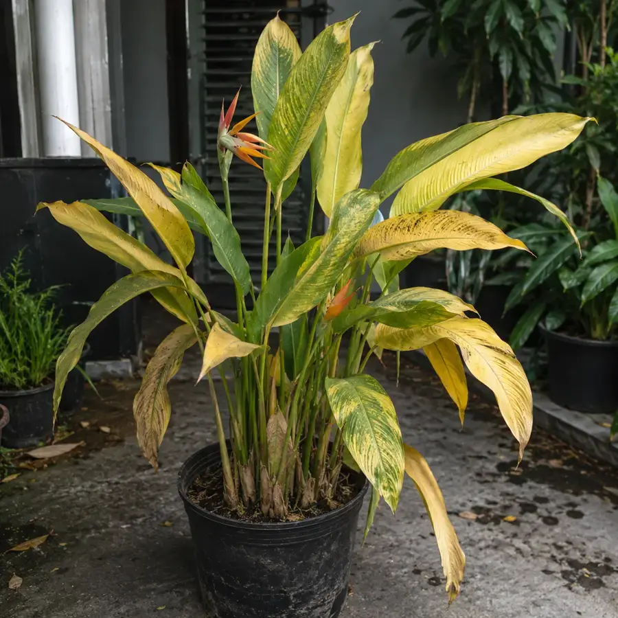 Cây chuối mỏ két bị vàng lá do để ở nơi thiếu ánh sáng Cây chuối mỏ két bị vàng lá do để ở nơi thiếu ánh sáng