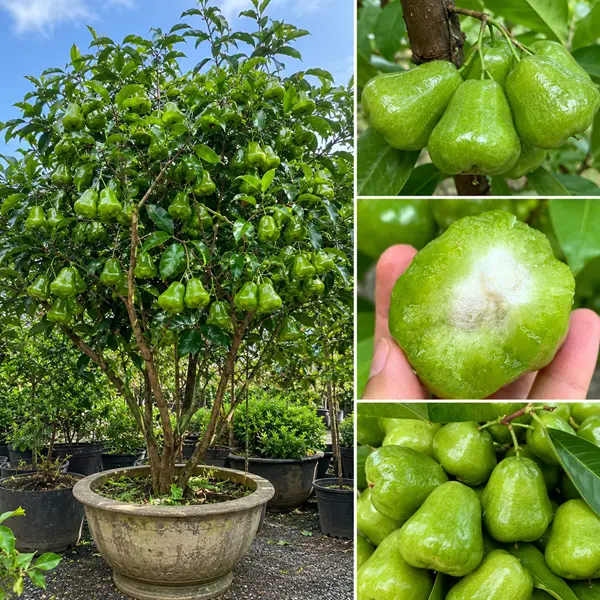 Hình ảnh cây mận xanh đường Gò Công với phần trái xanh bóng đặc trưng, đi kèm chi tiết quả nguyên trái và quả cắt đôi để thấy rõ phần ruột trắng mọng nước bên trong. Giống mận này phù hợp trồng sân vườn, biệt thự hoặc trồng chậu tại TP.HCM.