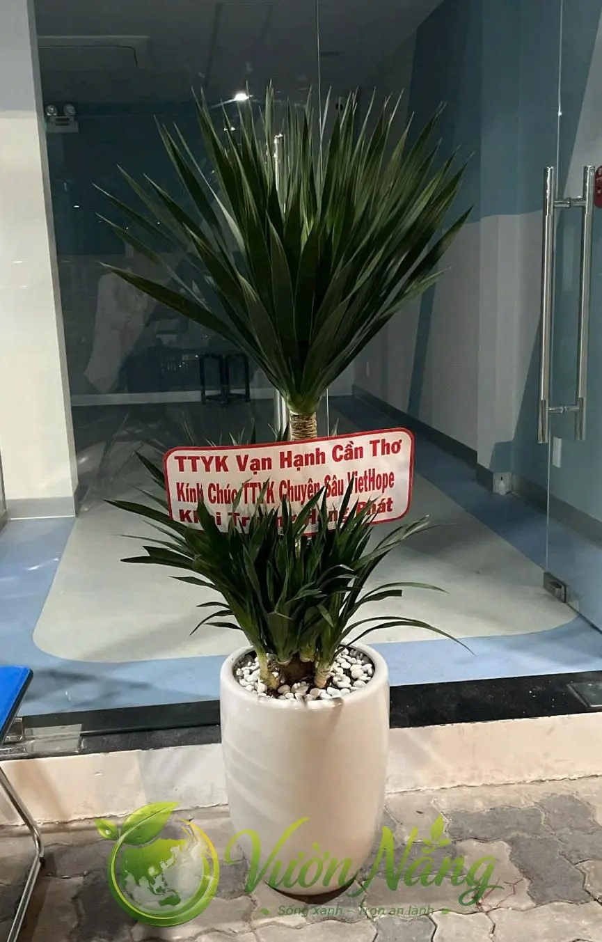 Hình ảnh nhân viên Vườn Nắng giao cây phát tài núi làm quà tặng khai trương.