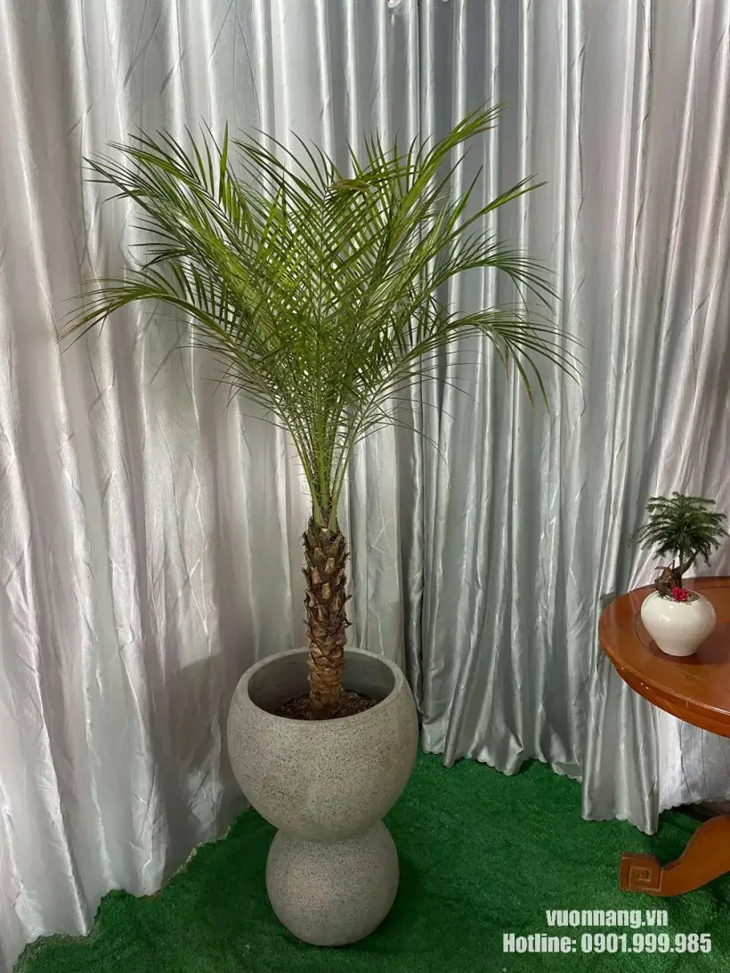 Cây Cau Nga Mi với thân khỏe, lá xanh tự nhiên được trồng trong chậu đá mài thiết kế độc đáo, thích hợp cho biệt thự, resort và không gian cảnh quan hiện đại.