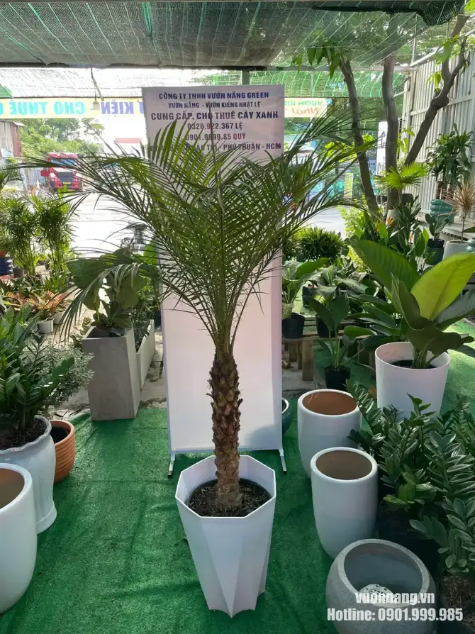 Cây Cau Nga Mi được trồng trong chậu lục giác màu trắng, giúp làm nổi bật dáng cây thanh thoát và vẻ đẹp nhiệt đới đặc trưng.