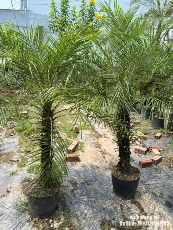 Hình ảnh các cây Cau Nga Mi giống phát triển tốt trong bầu ươm. Đây là nguồn cây phục vụ thi công sân vườn, resort và công trình cảnh quan.