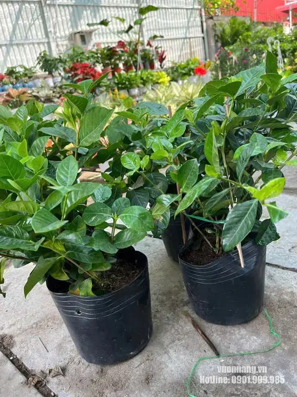 Ảnh hai chậu cây Bạch Thiên Hương được đặt tại vườn, thể hiện kích thước cây, dáng tán và tình trạng lá thực tế. Phù hợp đặt trong phần hình ảnh cây Bạch Thiên Hương đang có tại Vườn Nắng.
