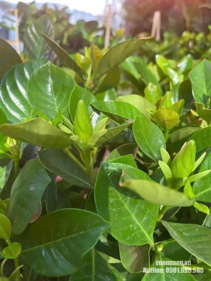 Hình ảnh cận cảnh nụ cây Bạch Thiên Hương, lá cây xanh bóng và chồi non khỏe.