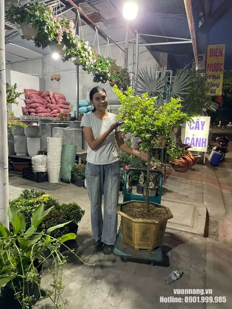 Người đứng cạnh cây siro trồng chậu để so sánh kích thước thực tế Hình ảnh cây siro trồng trong chậu lục giác được đặt cạnh một người trưởng thành để thể hiện tỷ lệ. Cây có thân cao, tán tròn tương đối gọn và đang mang một số quả.
