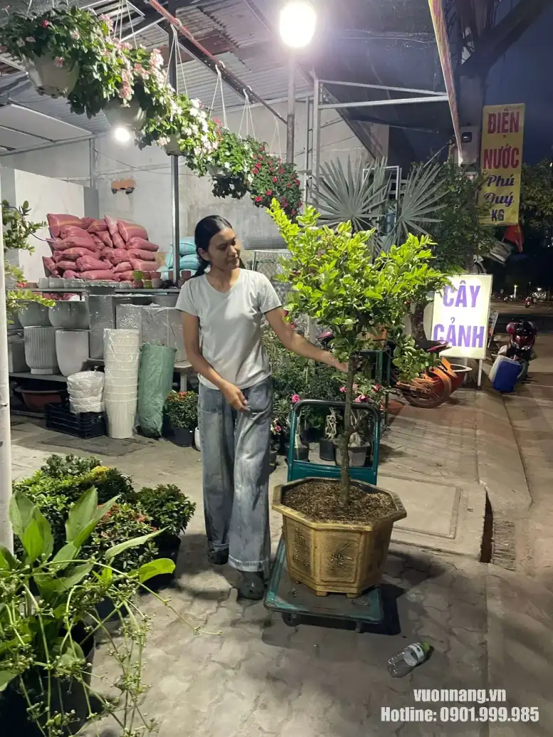 Cây siro đang ra trái trồng chậu giao khách hàng Cây siro trồng chậu giao khách hàng