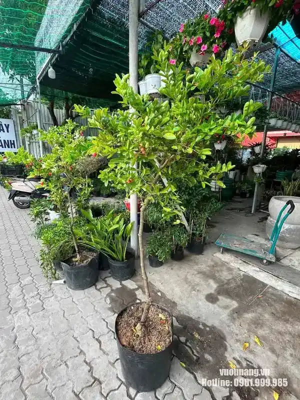 Cây siro cỡ lớn tán rộng trồng trong bầu tại Vườn Nắng Hình ảnh toàn cây siro kiểng đang trồng trong bầu nhựa, thân cao và tán phân bố rộng. Mẫu cây phù hợp trồng sân vườn, sân trước hoặc chuyển sang chậu trang trí cỡ lớn.