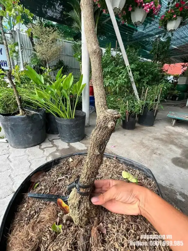 Cận cảnh gốc và thân cây siro kiểng trồng trong chậu nhựa Ảnh cận cảnh phần gốc cây siro trồng trong chậu nhựa tại nhà vườn. Thân cây có đường nét tự nhiên, lớp vỏ sần và đang được định hướng để tạo dáng cây kiểng.