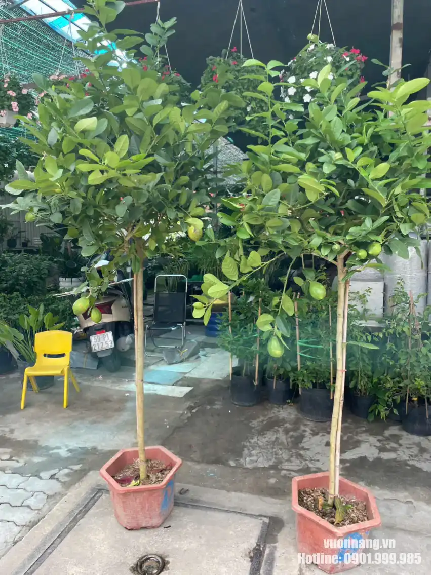 Hình ảnh thực tế cây chanh vàng Mỹ dáng tree tại vườn, thân thoát, tán xanh tự nhiên, phù hợp trồng chậu tại sân trước, ban công rộng hoặc sân vườn.