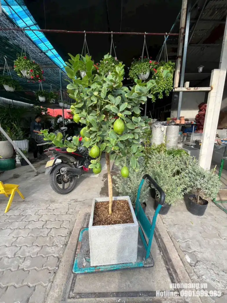 Cây chanh vàng Mỹ dáng tree trồng trong chậu vuông đá mài màu sáng, phù hợp đặt tại ban công, sân thượng, sân trước nhà phố hoặc không gian ngoại thất hiện đại.