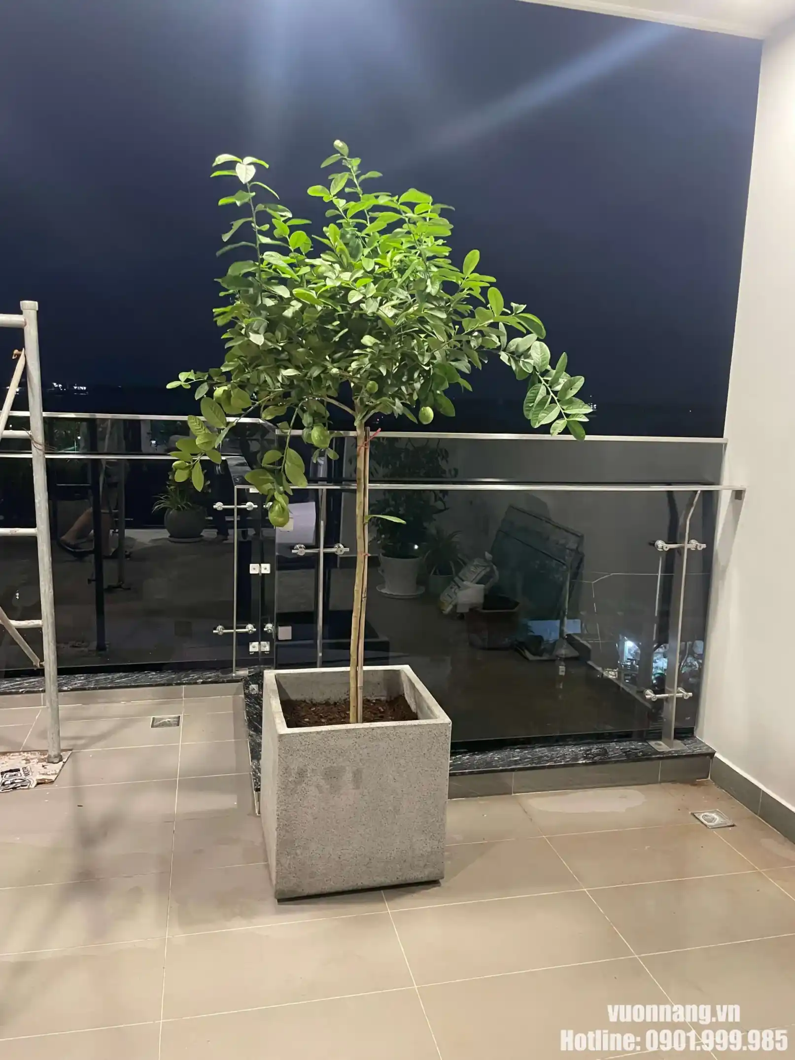 Hình ảnh cây chanh vàng Mỹ trồng chậu vuông đặt tại ban công nhà ở.