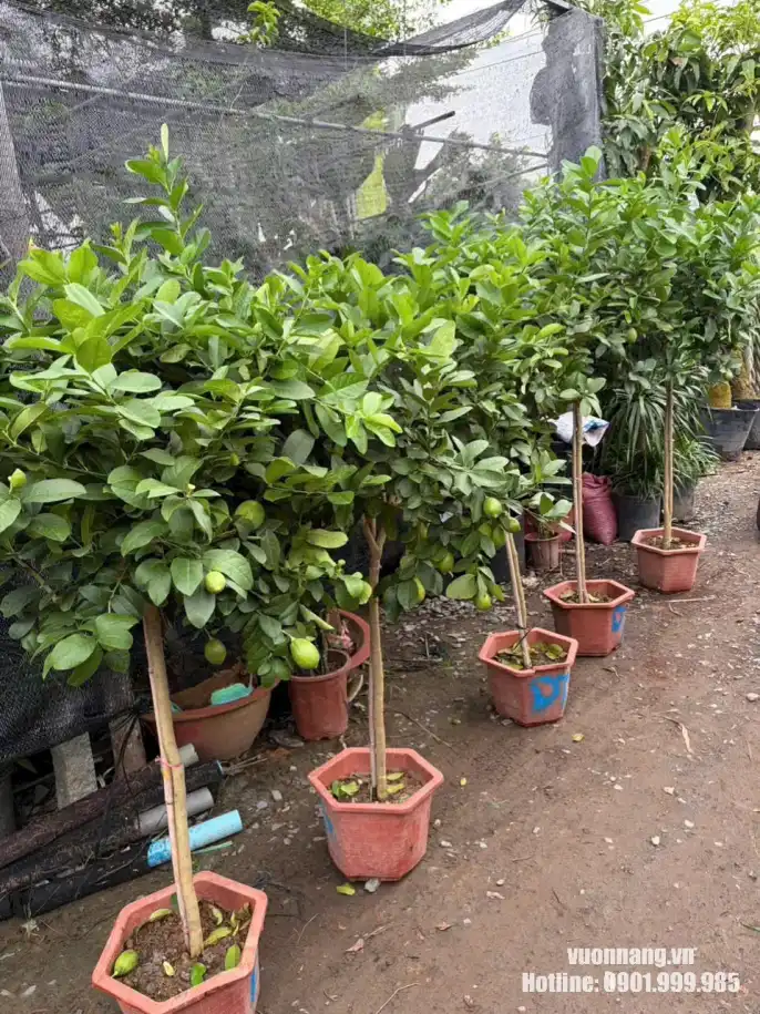 Nhiều cây chanh vàng Mỹ có quả được trồng trong chậu tại vườn, phù hợp minh họa cho phần cây đang có sẵn và quy trình chọn cây thực tế.