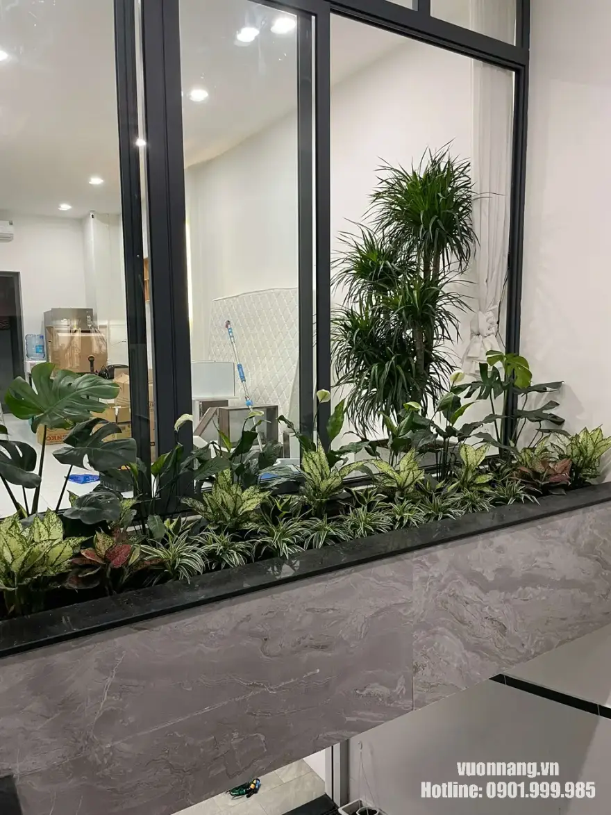 Cây phát tài núi trồng trong bồn cây nội thất cạnh vách kính Mẫu cây phát tài núi dùng làm điểm nhấn trong bồn cây nội thất cạnh vách kính. Cách bố trí này phù hợp với nhà phố, văn phòng, khu vực giếng trời hoặc không gian cần mảng xanh trang trí cố định.