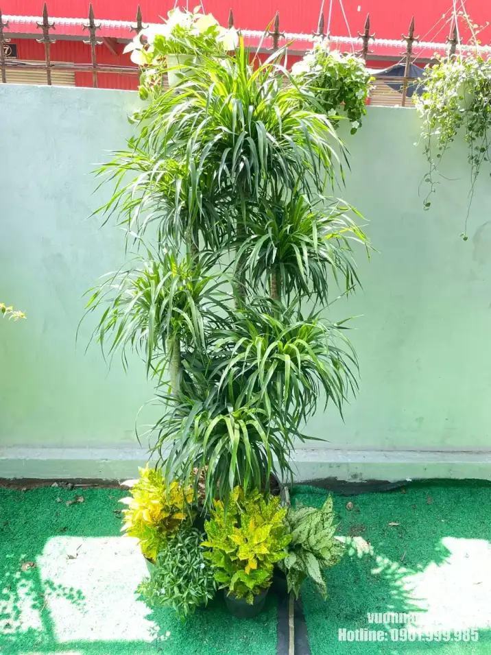 Set cây phát tài núi tại Vườn Nắng Hình ảnh cây phát tài núi ngoài trời với tán lá xanh khỏe, kết hợp cùng các cây thấp ở phần gốc để tạo bố cục nhiều tầng. Mẫu bố trí này phù hợp cho sân vườn, ban công, giếng trời hoặc tiểu cảnh xanh.
