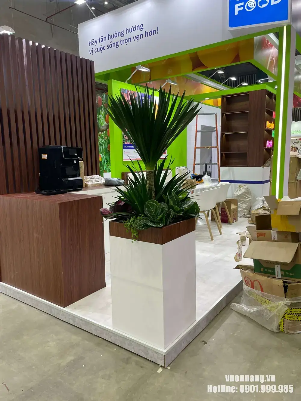 Cây phát tài núi trong chậu cao đặt tại gian hàng triển lãm Hình ảnh cây phát tài núi được đặt trong chậu cao màu trắng, bố trí tại gian hàng sự kiện. Dáng cây gọn, tán lá xòe giúp không gian thương mại nhìn tự nhiên và nổi bật hơn.