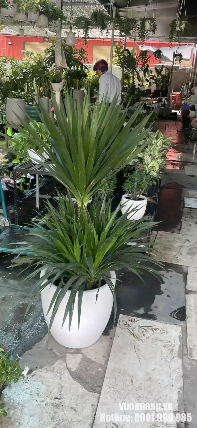 Cây phát tài núi chậu sứ trắng tại vườn cây Vườn Nắng Hình ảnh cây phát tài núi được đặt trong chậu sứ cao màu trắng, bố trí tại gian hàng sự kiện. Dáng cây gọn, tán lá xòe giúp không gian thương mại nhìn tự nhiên và nổi bật hơn.