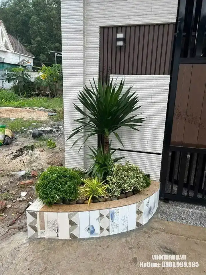 Tiểu cảnh cây phát tài núi trước nhà phối cây bụi thấp Hình ảnh cây phát tài núi làm điểm nhấn trong tiểu cảnh trước nhà. Cây được phối cùng các cây bụi thấp, phù hợp cho khu vực lối vào, sân trước hoặc bồn cây ngoài trời.