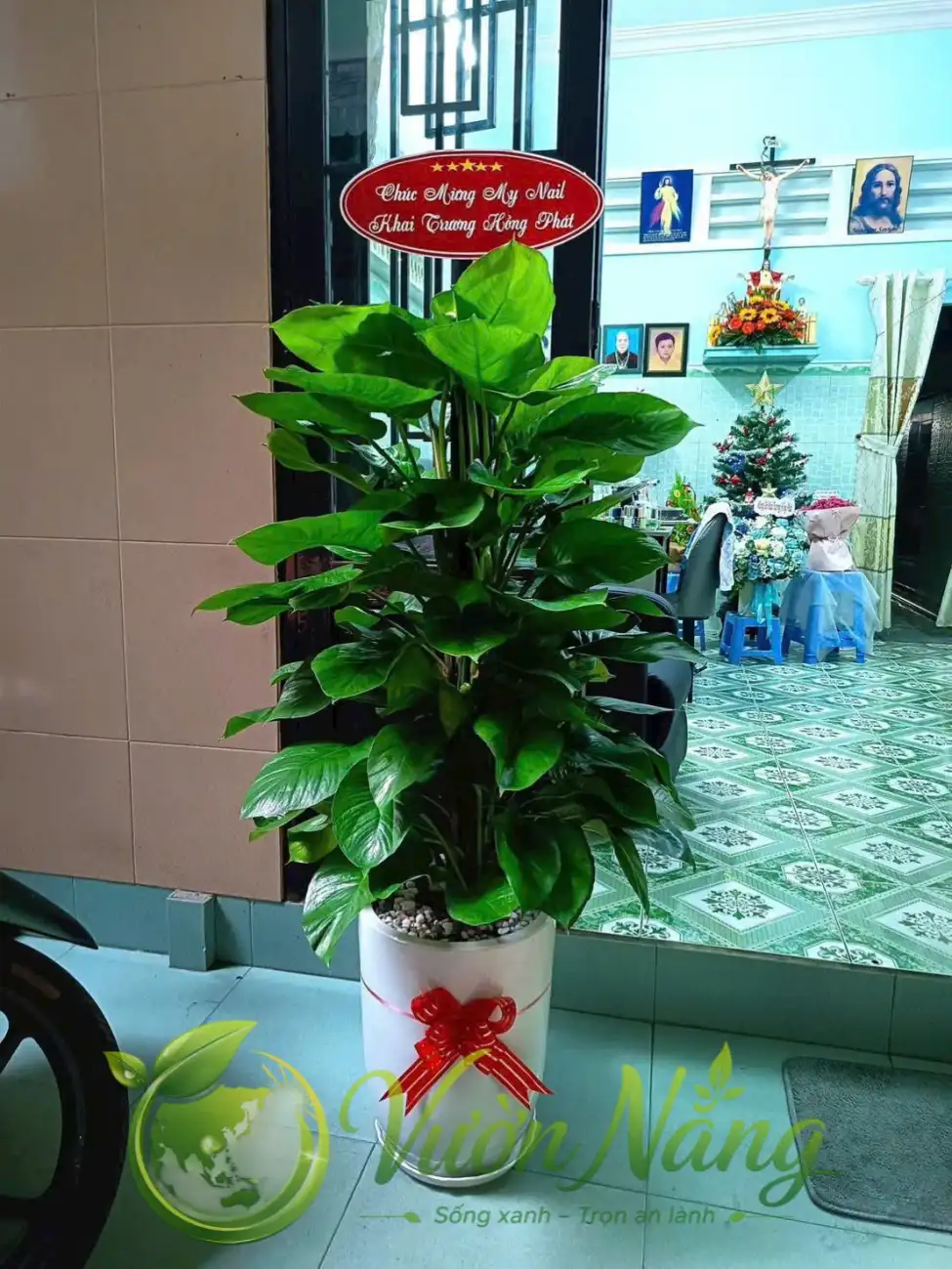 Hình ảnh thực tế chậu cây Trầu Bà Cột làm quà khai trương. Cây có tán xanh dày, phối chậu trắng và phụ kiện chúc mừng, thể hiện lời chúc phát triển và khởi đầu thuận lợi.