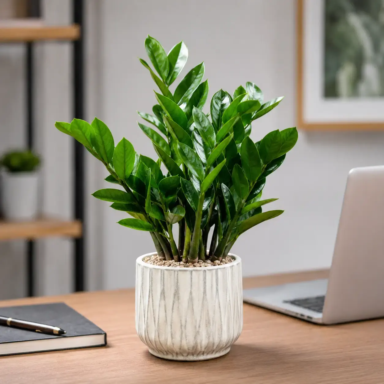 Cây Kim Tiền để bàn phối chậu trang trí đặt trên bàn làm việc Hình ảnh cây Kim Tiền để bàn được phối trong chậu trang trí nhỏ, đặt trên bàn làm việc hiện đại, phù hợp cho văn phòng, góc làm việc cá nhân và quà tặng phong thủy.