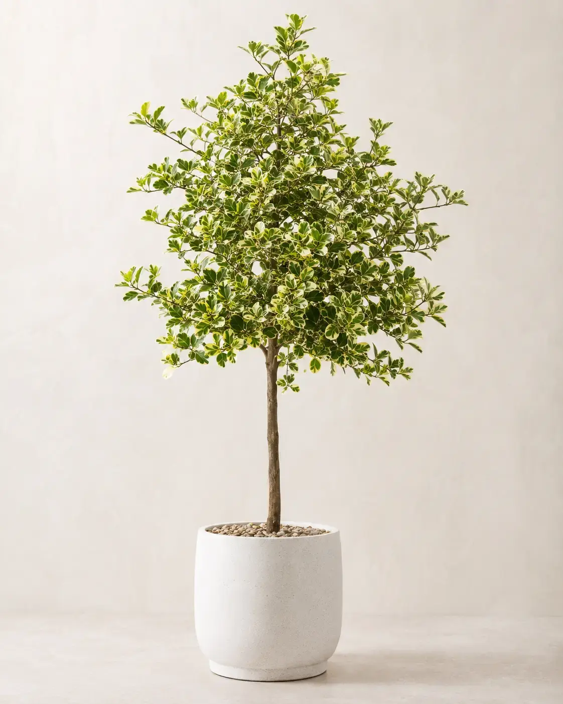 Cây Đa Tam Phúc cỡ lớn toàn thân với lá cẩm thạch xanh trắng đẹp Hình ảnh cây Đa Tam Phúc cỡ lớn toàn thân, dáng cây cân đối, tán lá xanh trắng cẩm thạch nổi bật. Cây phù hợp dùng làm cây nội thất văn phòng cỡ lớn, cây trang trí phòng khách, showroom hoặc sảnh lễ tân.