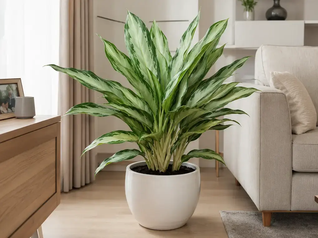 Cây giữ tiền trồng chậu sứ trắng đặt trong phòng khách gia đình Hình ảnh cây giữ tiền xanh tốt được trồng trong chậu sứ trắng, bố trí cạnh sofa trong phòng khách sáng và ấm cúng, phù hợp trang trí nhà ở, căn hộ và không gian sinh hoạt gia đình.