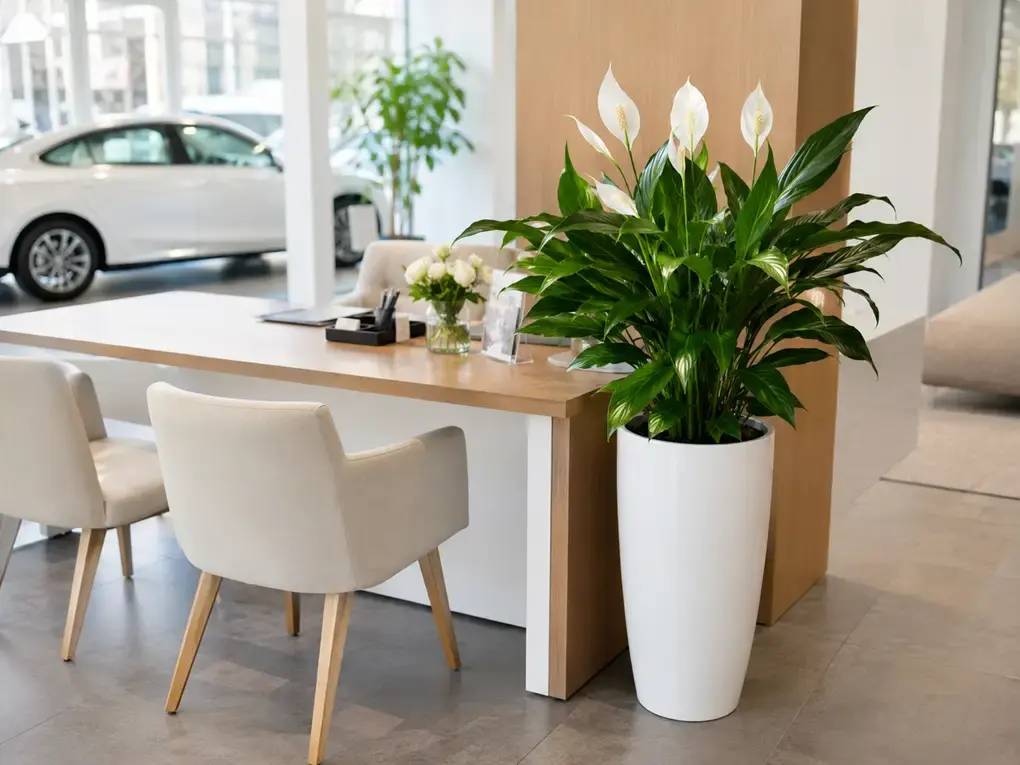 Chậu cây Lan Ý lớn đặt cạnh bàn tư vấn trong showroom, giúp không gian tiếp khách trở nên chuyên nghiệp, sáng và gần gũi hơn.