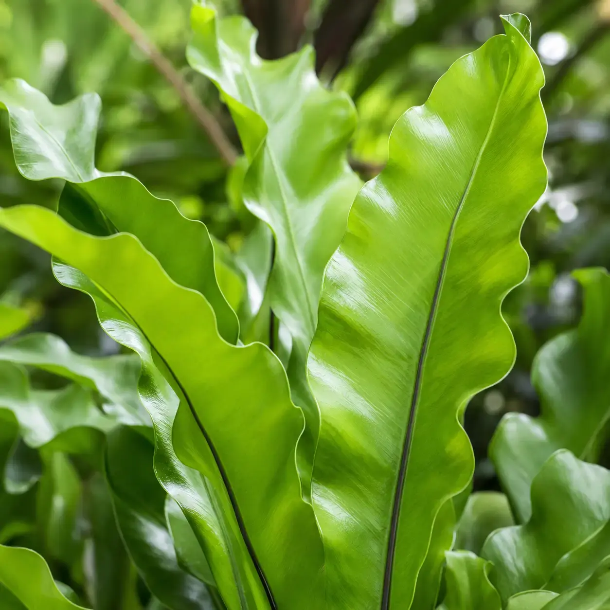 Cận cảnh lá cây Ráng Ổ Phụng xanh bóng đẹp Hình ảnh cận cảnh lá cây Ráng Ổ Phụng với bề mặt xanh bóng, bản lá dài và mép lá gợn nhẹ, thể hiện rõ vẻ đẹp đặc trưng của dòng dương xỉ tổ chim.