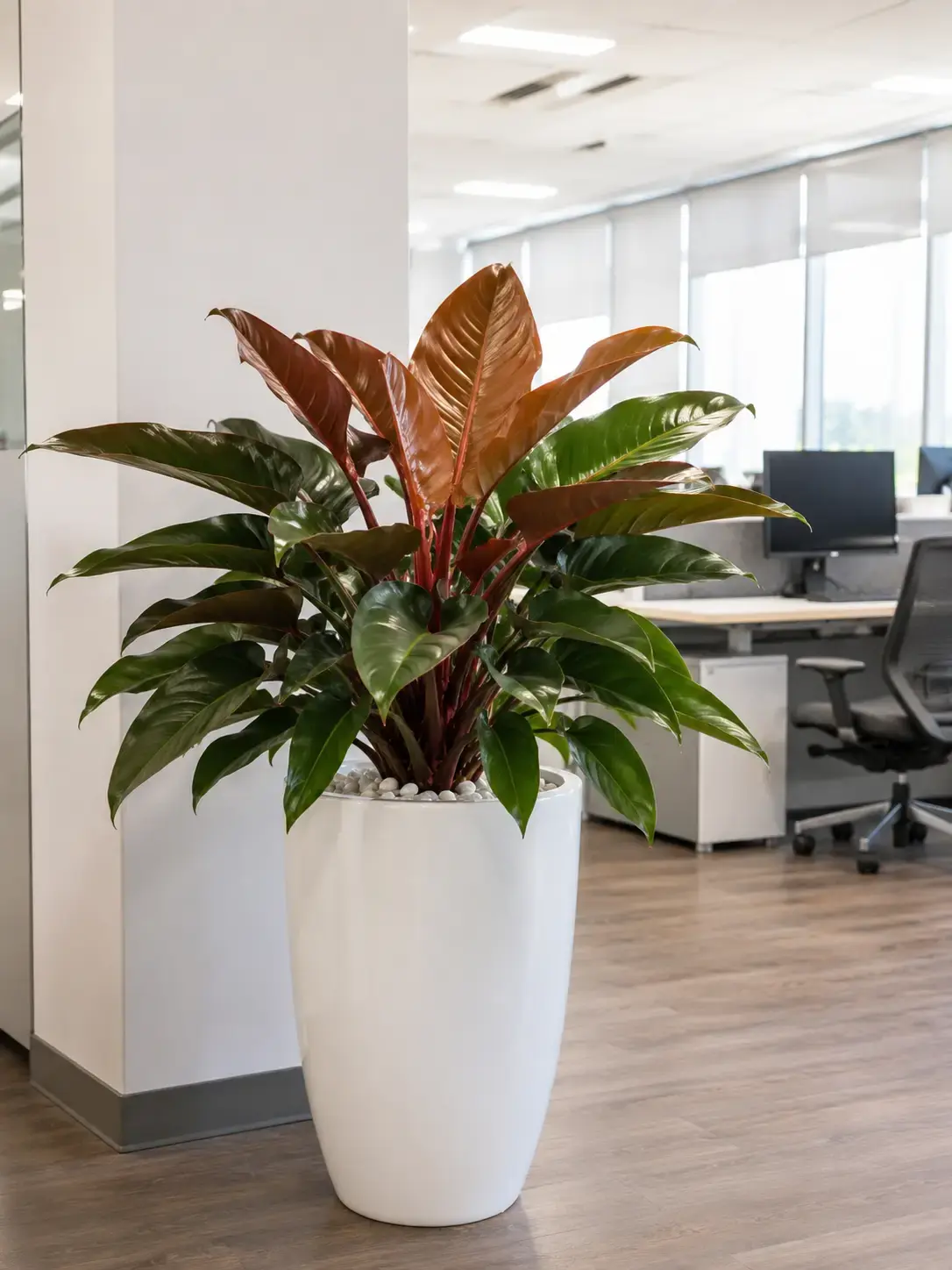 Hình ảnh Cây Trầu Bà Đế Vương Nâu size lớn đặt trong văn phòng làm việc, nổi bật với tán lá xanh nâu bóng, thân đỏ nâu và chậu trắng hiện đại, phù hợp cho không gian công ty, phòng quản lý hoặc khu vực làm việc chuyên nghiệp.