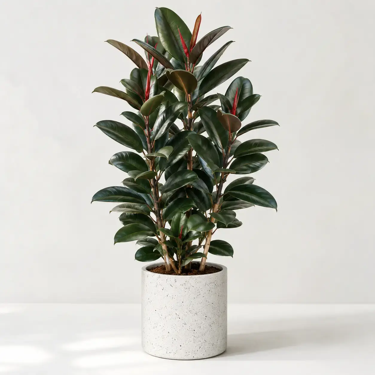 Cây Đa Búp Đỏ lớn phối chậu đá mài trắng Hình ảnh sản phẩm Cây Đa Búp Đỏ lớn đặt trong chậu đá mài trắng trên nền sáng, phù hợp dùng làm ảnh đại diện cho trang sản phẩm cây nội thất văn phòng.