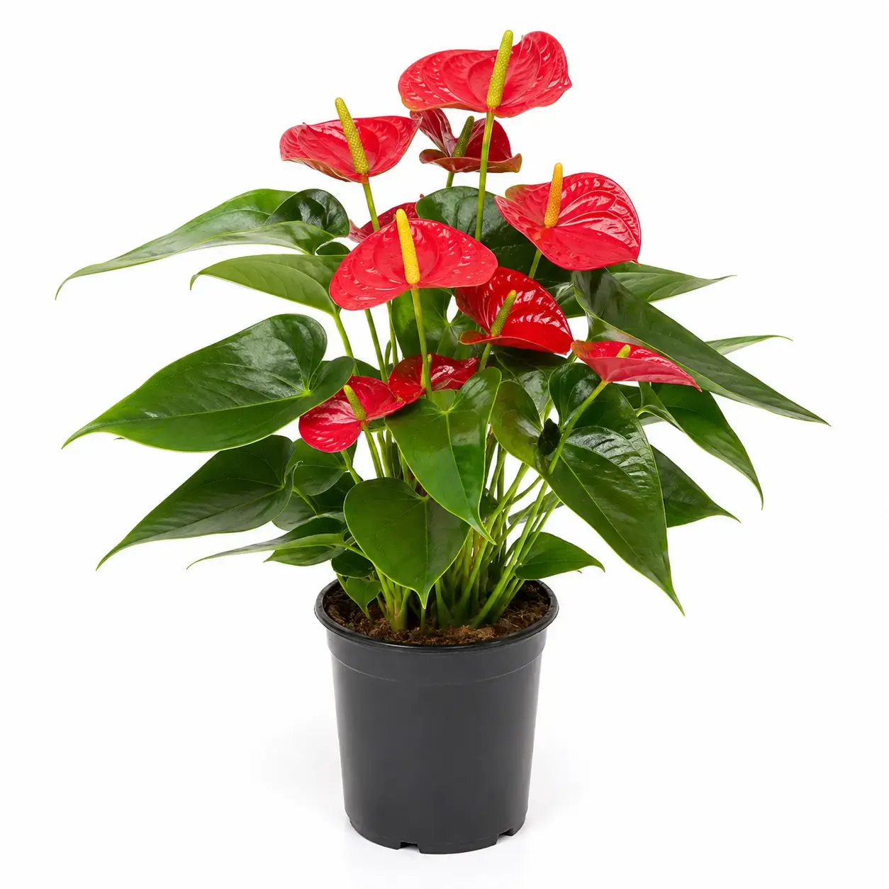 Cây Hồng Môn bầu nhựa hoa đỏ trên nền trắng Hình ảnh cây Hồng Môn trồng trong bầu nhựa đơn giản, chụp trên nền trắng sáng.
