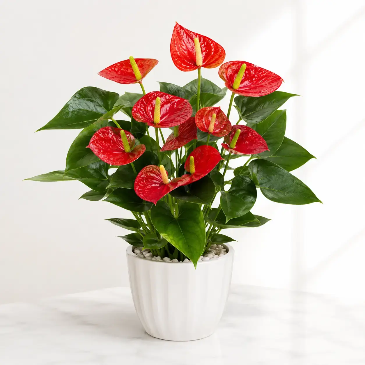 Cây Hồng Môn đỏ để bàn phối chậu sứ trắng tại Vườn Nắng Hình ảnh cây Hồng Môn đỏ phối chậu sứ trắng, phù hợp đặt trên bàn làm việc, quầy lễ tân, bàn tiếp khách hoặc không gian nội thất sáng. Mẫu cây có dáng gọn, hoa đỏ nổi bật và lá xanh bóng tự nhiên.