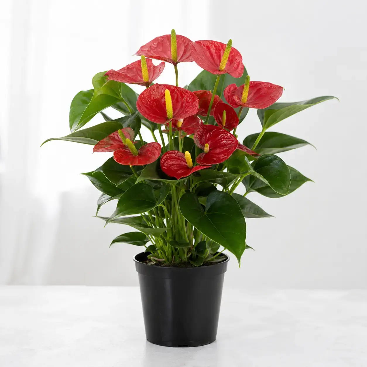 Cây Hồng Môn đỏ bầu nhựa đen trên nền sáng Hình ảnh cây Hồng Môn đỏ trồng trong bầu nhựa đen, chụp trên nền sáng sạch. Cây có hoa đỏ bóng tự nhiên, trụ hoa vàng nhạt, lá xanh đậm và dáng bụi gọn.