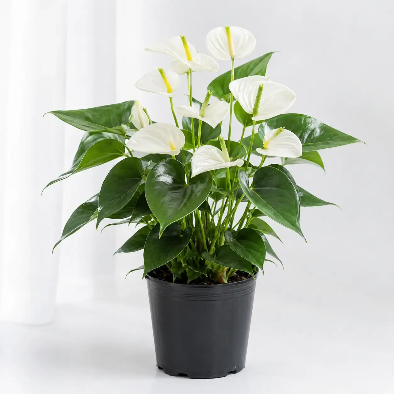 Cây Hồng Môn trắng bầu nhựa đen trên nền sáng Hình ảnh cây Hồng Môn trắng trồng trong bầu nhựa đen, chụp trên nền sáng sạch theo phong cách sản phẩm. Cây có hoa trắng ngà hoặc trắng kem, trụ hoa vàng xanh, lá xanh đậm bóng nhẹ.