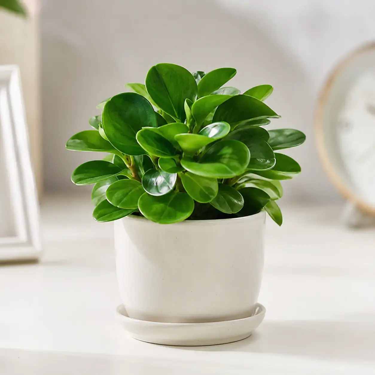 Mẫu cây Trường Sinh mini có tán lá xanh bóng, dáng gọn, được trồng trong chậu sứ sáng màu, phù hợp làm cây cảnh để bàn hoặc quà tặng nhỏ.
