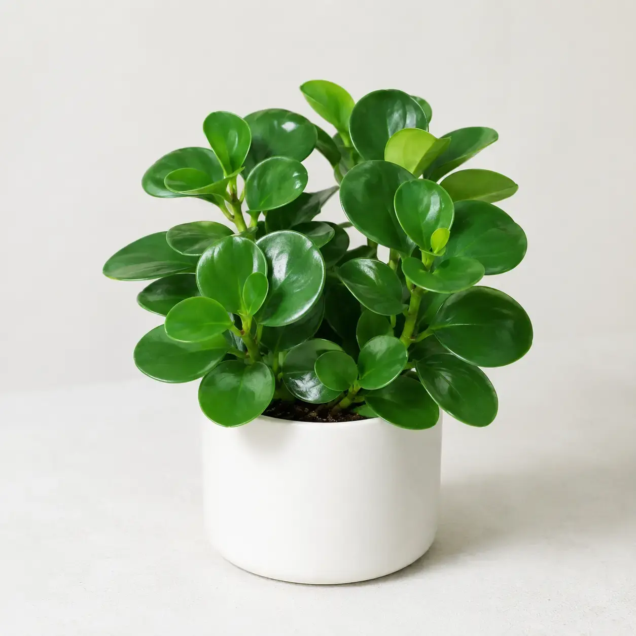 Hình ảnh cây Trường Sinh xanh với lá tròn bầu dục, dày và bóng, màu xanh đậm xen lá non xanh sáng, trồng trong chậu trắng hiện đại, phù hợp trang trí bàn làm việc và không gian nội thất.