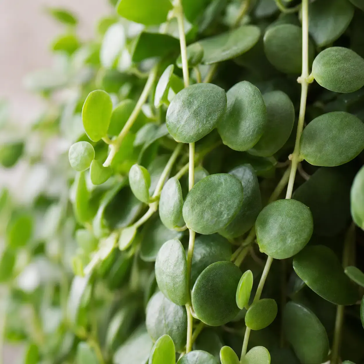Cận cảnh lá Cây Đô La xanh tròn tự nhiên Ảnh cận cảnh lá Cây Đô La giúp thể hiện rõ đặc điểm lá nhỏ, hơi dày, xanh tự nhiên