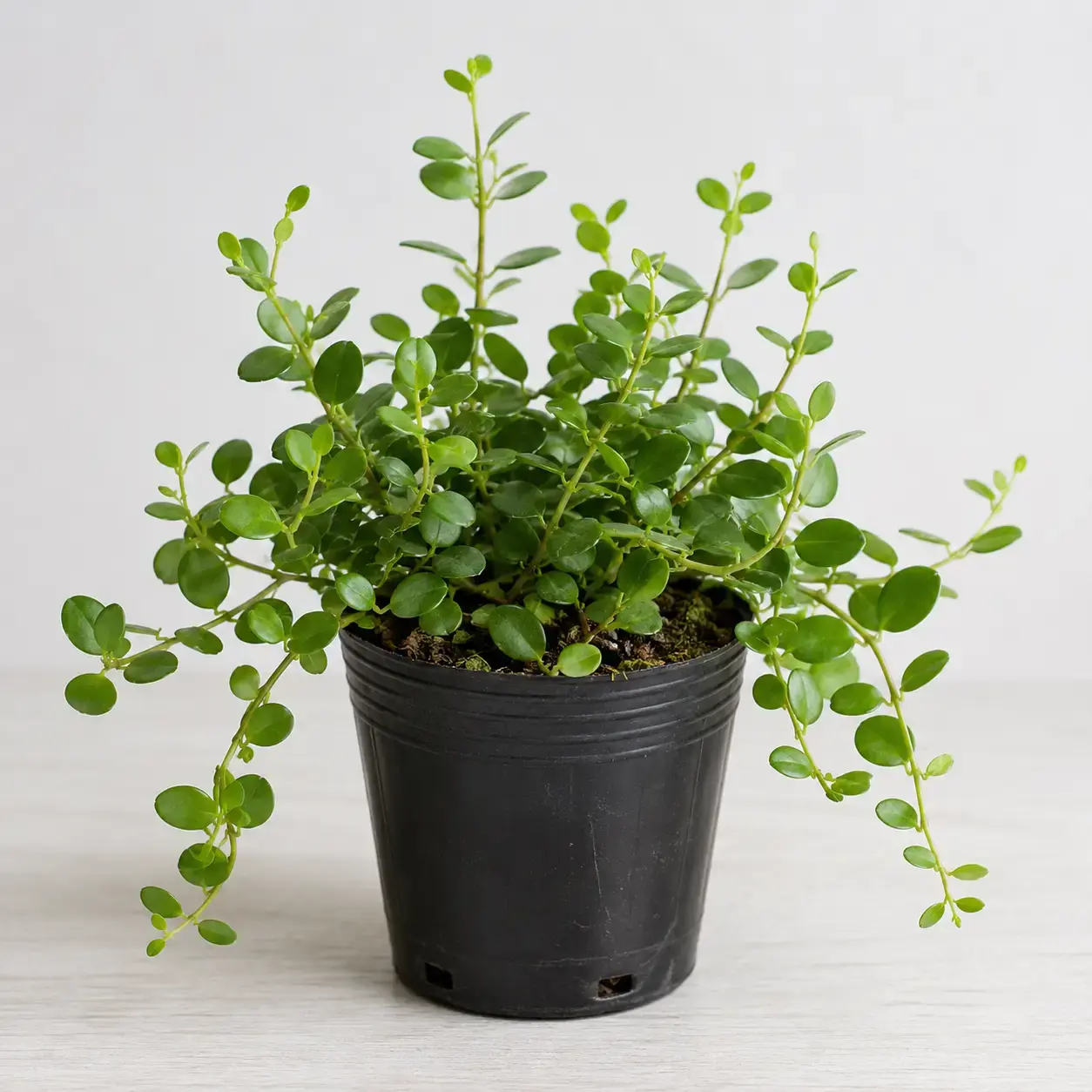 Cây Đô La bầu nhựa nhỏ lá xanh tự nhiên Hình ảnh Cây Đô La bầu nhựa nhỏ với thân mềm, lá xanh tròn hoặc bầu dục, tán cây khỏe và tự nhiên. Mẫu cây phù hợp cho khách muốn tự phối chậu, trồng lại hoặc mua cây mini để bàn.